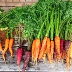 Patience Rape Karot Imperfect (Audio) 2K24