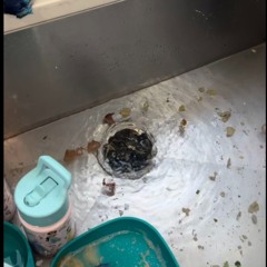 Why Is My Kitchen Sink Always Clogged? Doctor Drain Explains