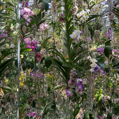 Amount to [prod fckl1fe, kiddtokio]