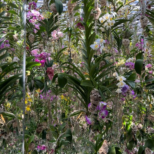 Amount to [prod fckl1fe, kiddtokio]