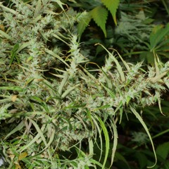 How to Grow a Pure Sativa at Home - Long Flowering Narrow Leaf - How and Why