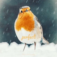 Perfect