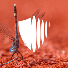 Shoreline Mafia Type Beat "Dragonfly" - Prod By Count Henny