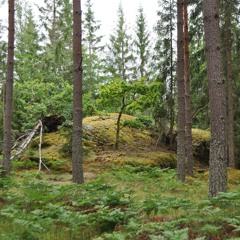 lona µ. at sauna sound