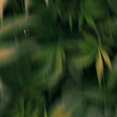 Plesant & Compañ / Afterhours 2022