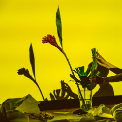 The Secret Lives Of Plankton