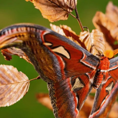 Attacus atlas