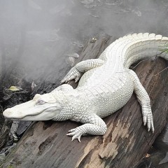 2013 HOLLYWOOD PROD. WITCHNEM