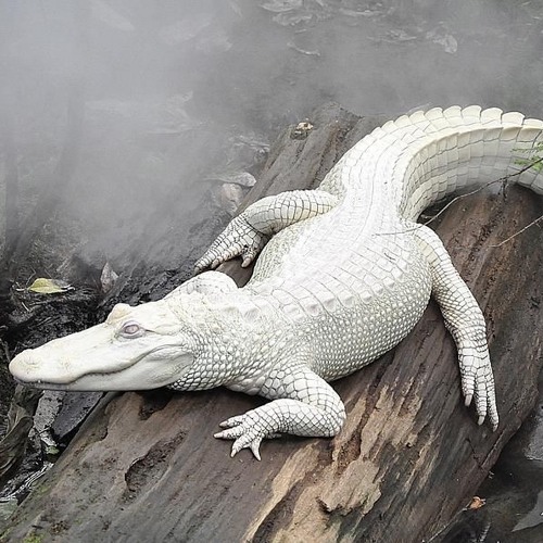 2013 HOLLYWOOD PROD. WITCHNEM