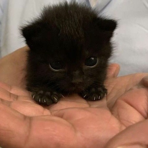 𝐓𝐈𝐑𝐄𝐃 (𝐬𝐜𝐫𝐚𝐩) - 𝐡𝐢𝐬𝐬𝐢𝐞𝐬𝐭(𝐤𝐞𝐭𝐬4), 𝐒𝐚𝐦𝐦𝐲𝐬𝐞𝐯𝐞𝐧, 𝐋𝐓𝐉
