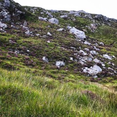 Stonechats and Wrens