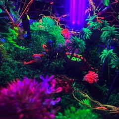 Jungel Fever Sunday TechHouse set Maarya M