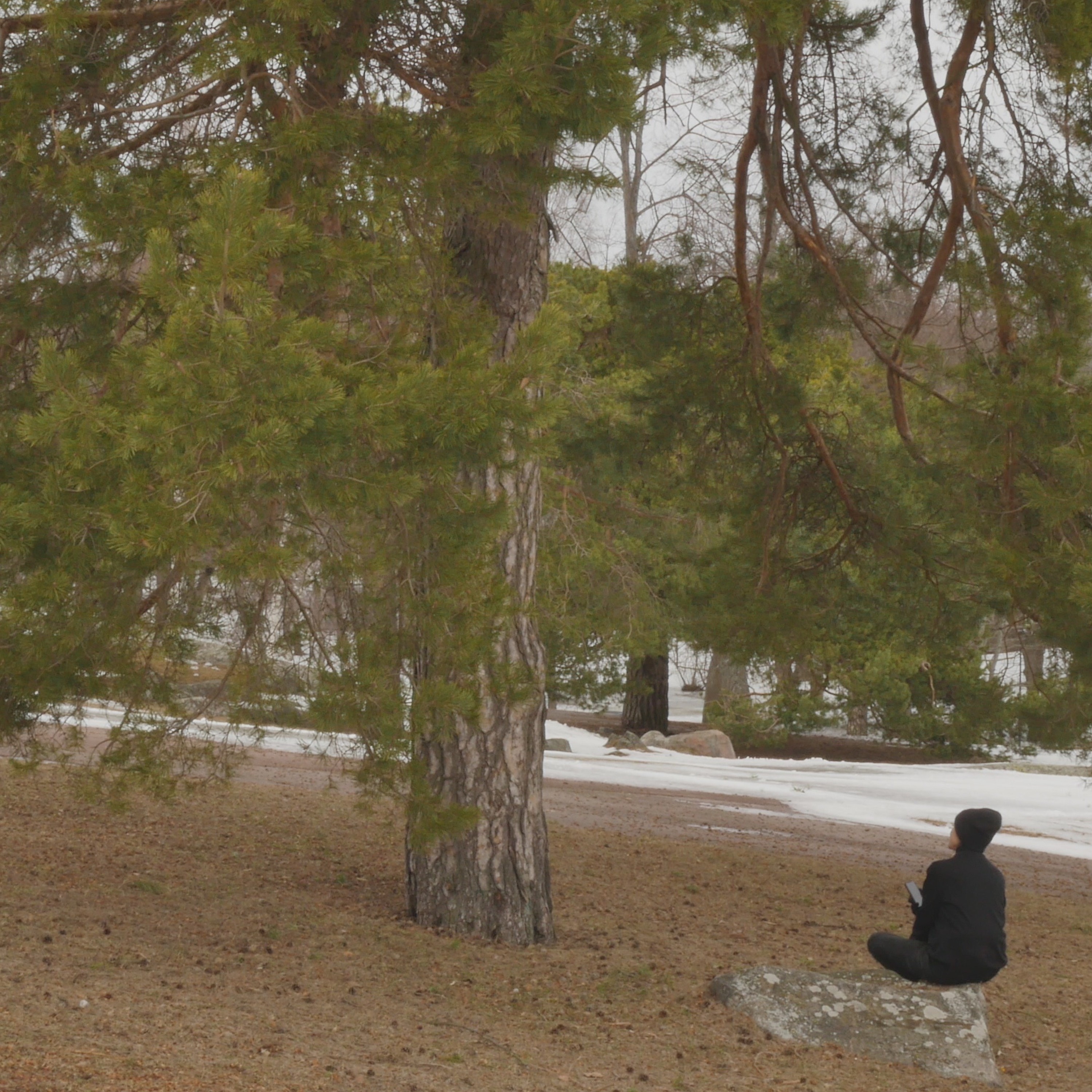 Pondering With A Pine In The Park - 5 episode artwork