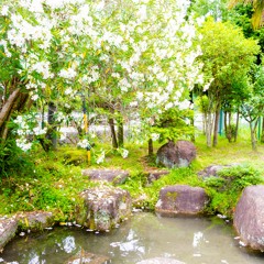 ポリーヌ・ポリーヌ/新居昭乃AkinoArai/cover lisn