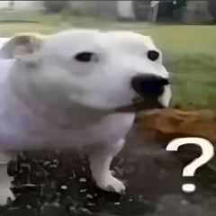 WHAT THAT DOG DOIN???