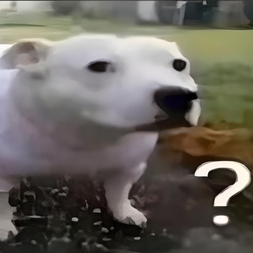 WHAT THAT DOG DOIN???