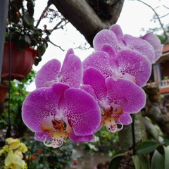 Đây không phải là âm nhạc chỉ là mớ tạp âm ngày mưa | Chicolus