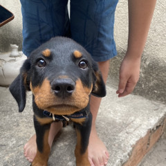 Rafinha, Ze Rato, Rum - No Sad Vibes