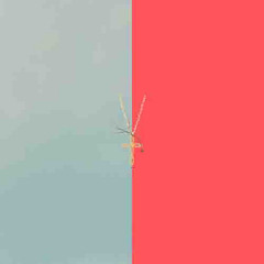 Chindamo - Angels & Demons