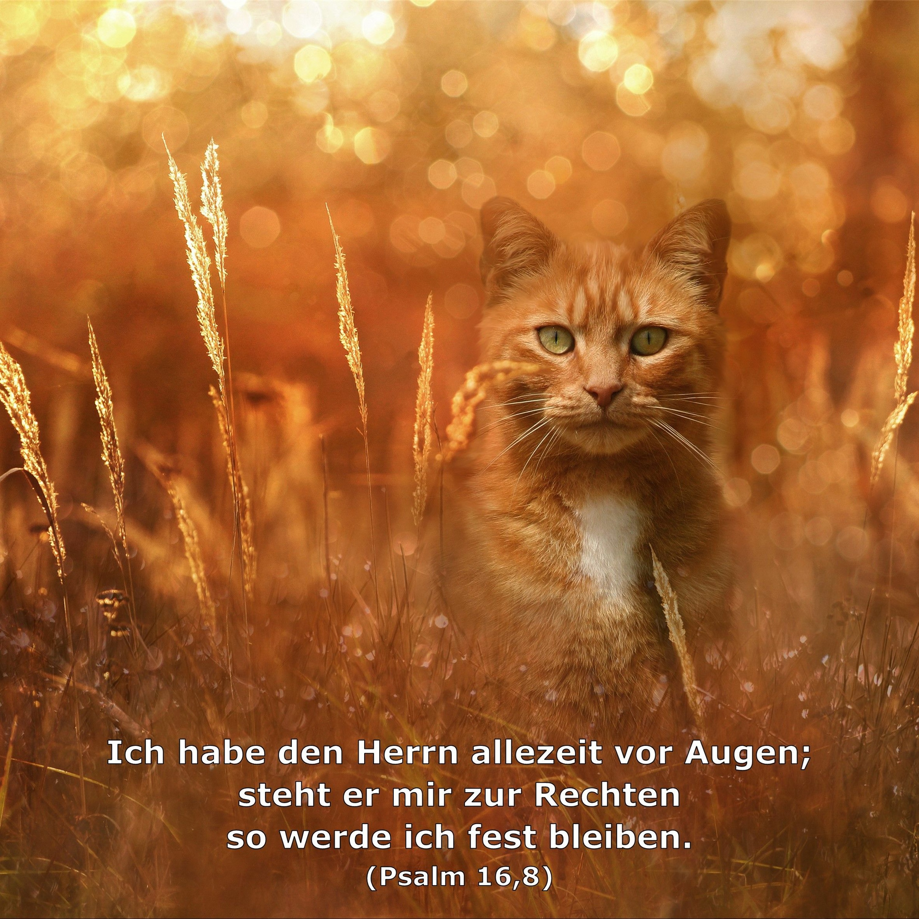 In einem Jahr durch die Bibel