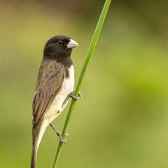 papa capim tui Tui encarte