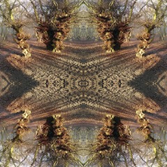 Polonäs de Sexdrega