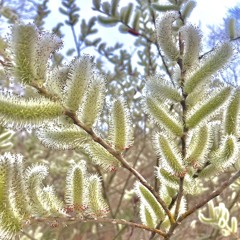 Shades Drawn DEMO. m4a