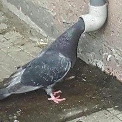 Rocola - Tobogán Andaluz Mono Blocks (cover)