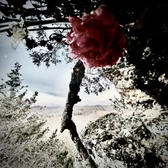 Suicide She Red (unreleased)