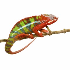 Chameleons