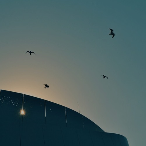 Tom Vr Bird Whisperer Dj Evice Bootleg