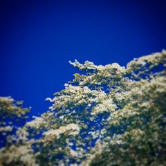 Ivy Hill Cemetary.WAV