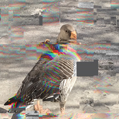 Distorted Goose