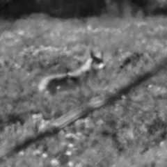 Howling pack of wolves