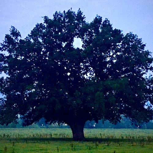 Great Tree