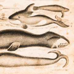 weird whales