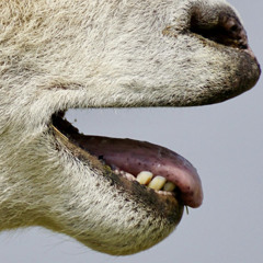 Sheep Shit
