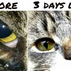 Best Kitten Goopy Eye Treatment Reviews
