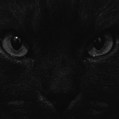 cool cat (februxry)