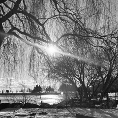The Story Told by Oak Trees