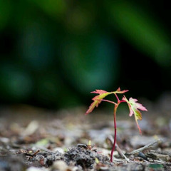 الفرق بين نفس الداعي و الشرع في الدعوة | مشاكل العاملين | د.أحمد سيف الإسلام
