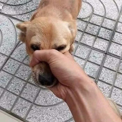 Hello 2021 -  Chill Tụt quần