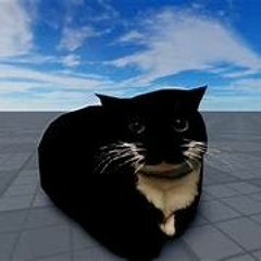Maxwell the cat