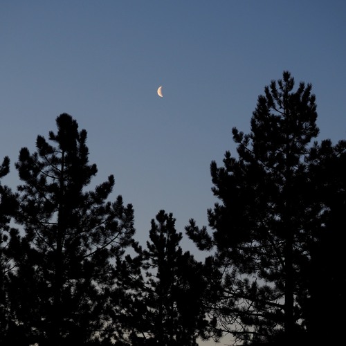 Under the Pine Trees. Dawn.