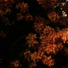 1 - Lilac (2022)