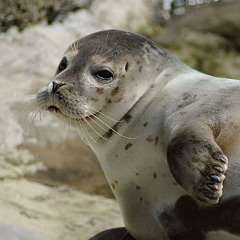 נון פונקציונלי/בת ים