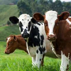 Milk Cow Blues (Remix)