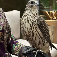 طيرا على الغصون ناح