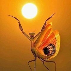 Jianjer Bzzzz 003