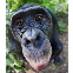 Anne Bak Bonobo Oldum